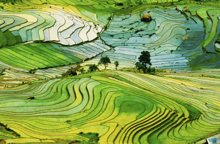 Rice fields for days