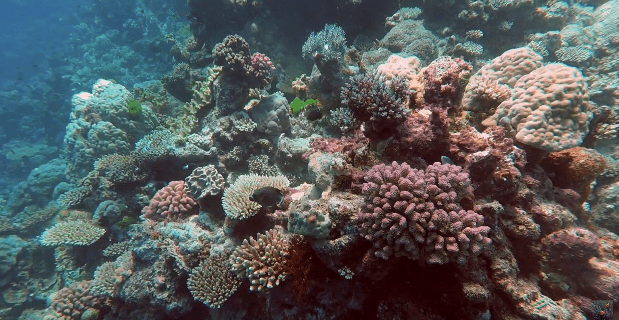 Norman Reef