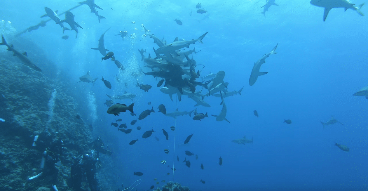 Osprey Reef